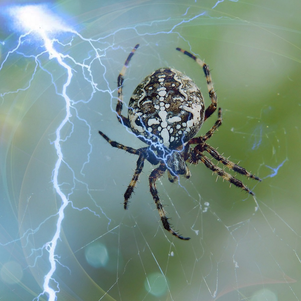 Large spider. Reduce your fear or phobia of spiders, flying, exams and more with hypnotherapy
