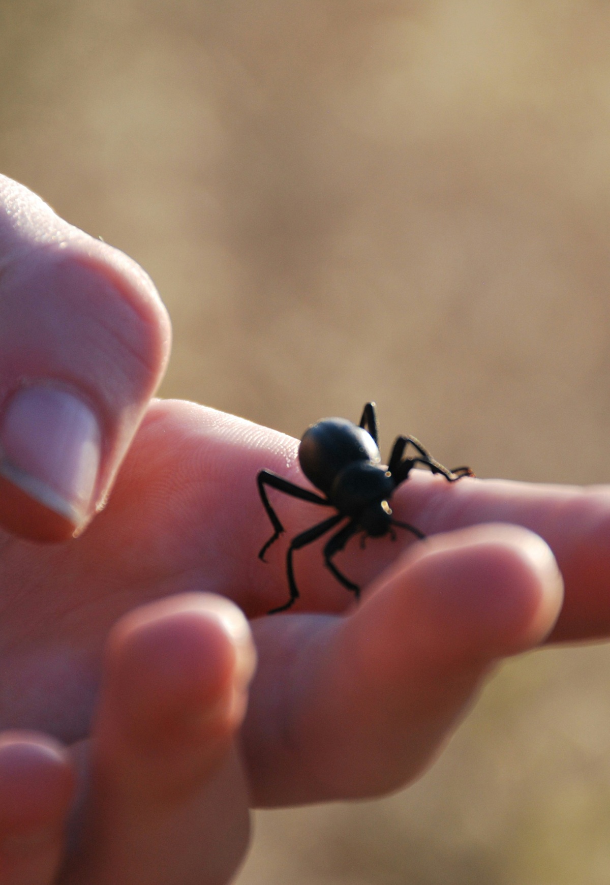 Holding a spider